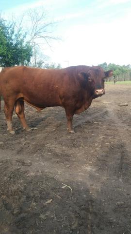 Terneiros red angus - Foto 6