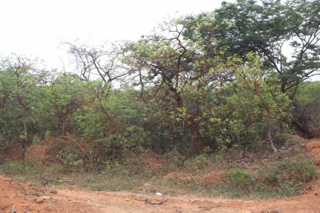 Lote 1.00m², com água, luz /Serra do Cipó, temos varias opções - Foto 4