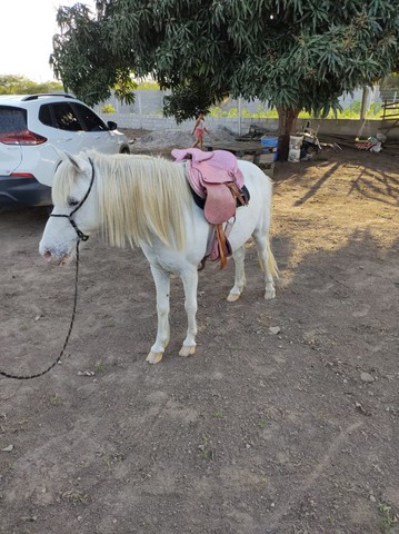 Pônei de Picado pra Criança 