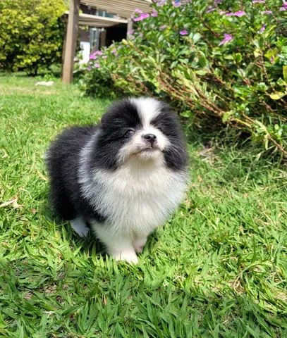 Spitz alemão Macho Pedigree CBKC 10x sem juros - envio gratis*  - Foto 4