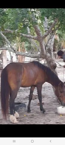 Um cavalo e um pordo pra doação responsável 