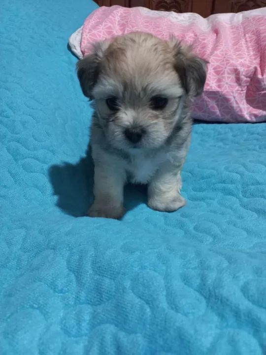 Filhote de Shih Tzu com maltês $650 - Foto 3