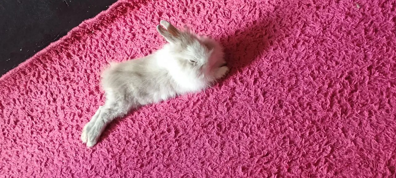 Coelha Mini Lion - Foto 6