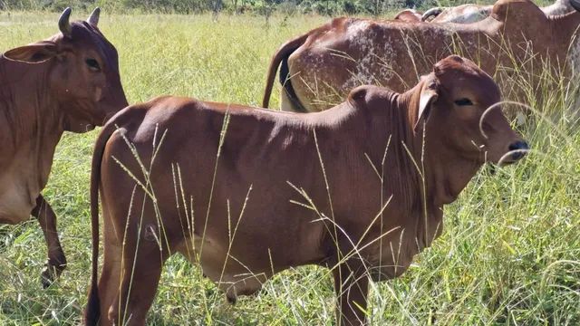 tourinhos sindi - Foto 2