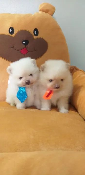 Promoções spitz alemão macho anão mini  10x 290