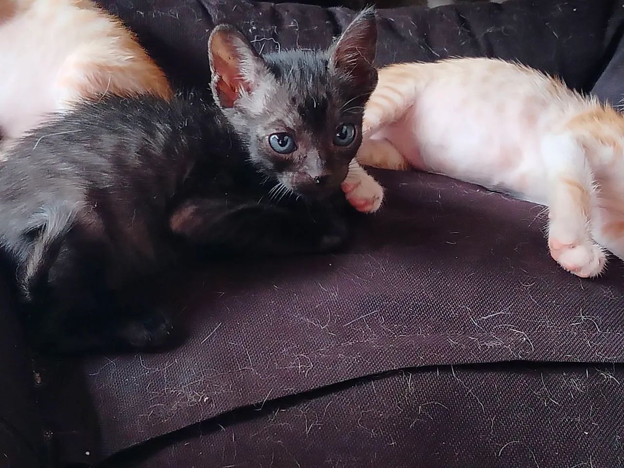 Gatos para adoção - Foto 3