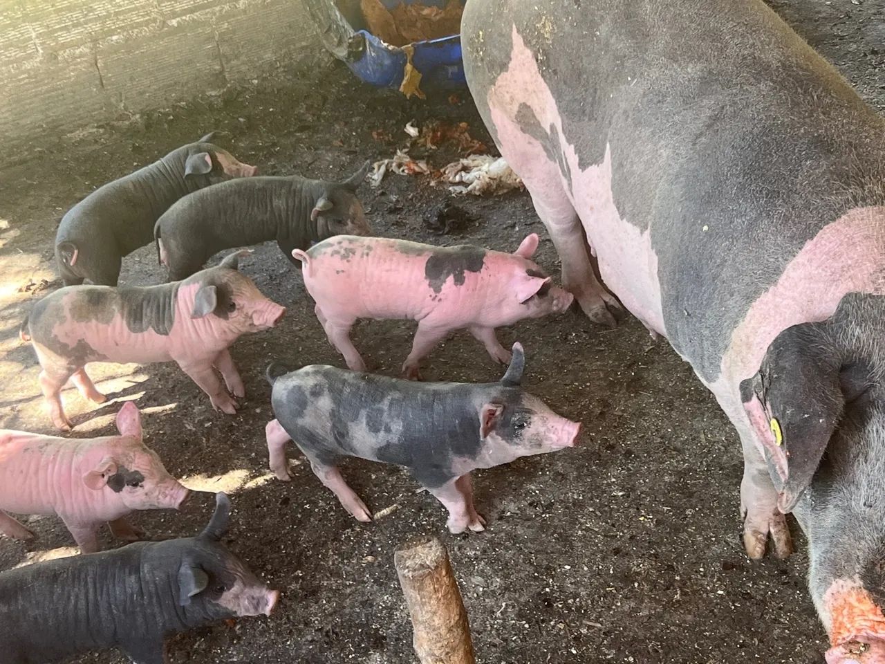 Porco pietrain ,Duroc , piau 100% caipira 12 kG