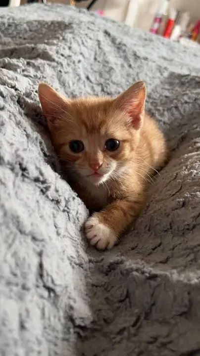 Gatinho para adoção - Foto 3