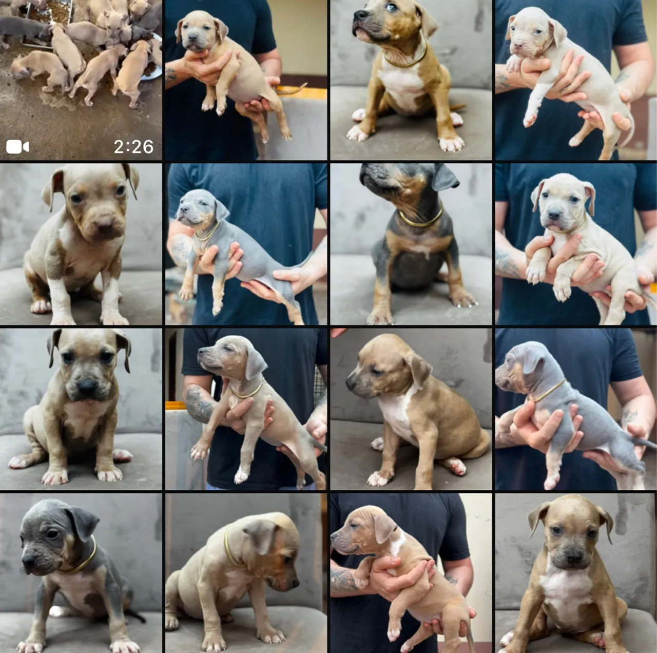 Filhotes de Pit monster disponível com pedigree de ótima linhagem