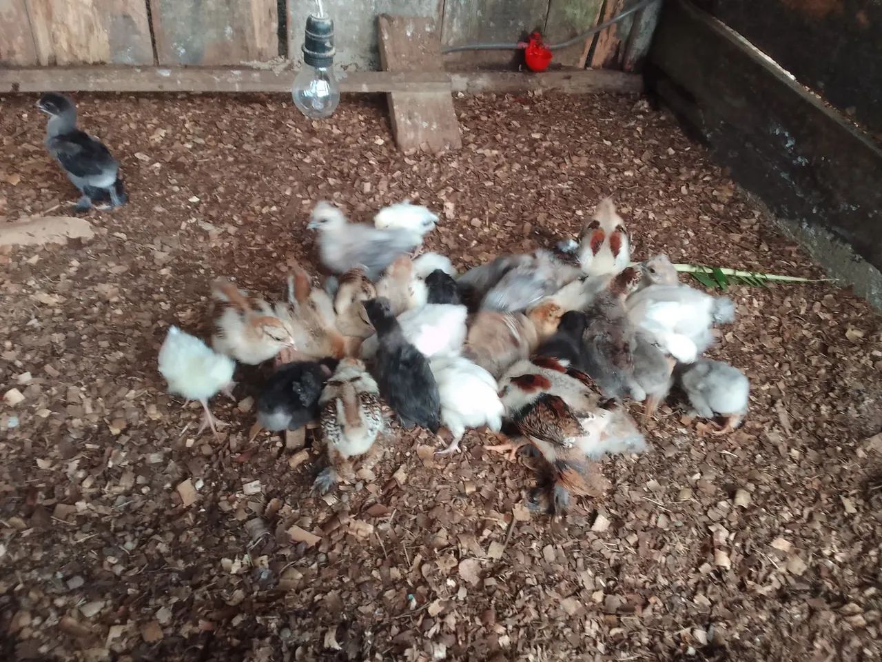 Pintinhos recriados  - Foto 4