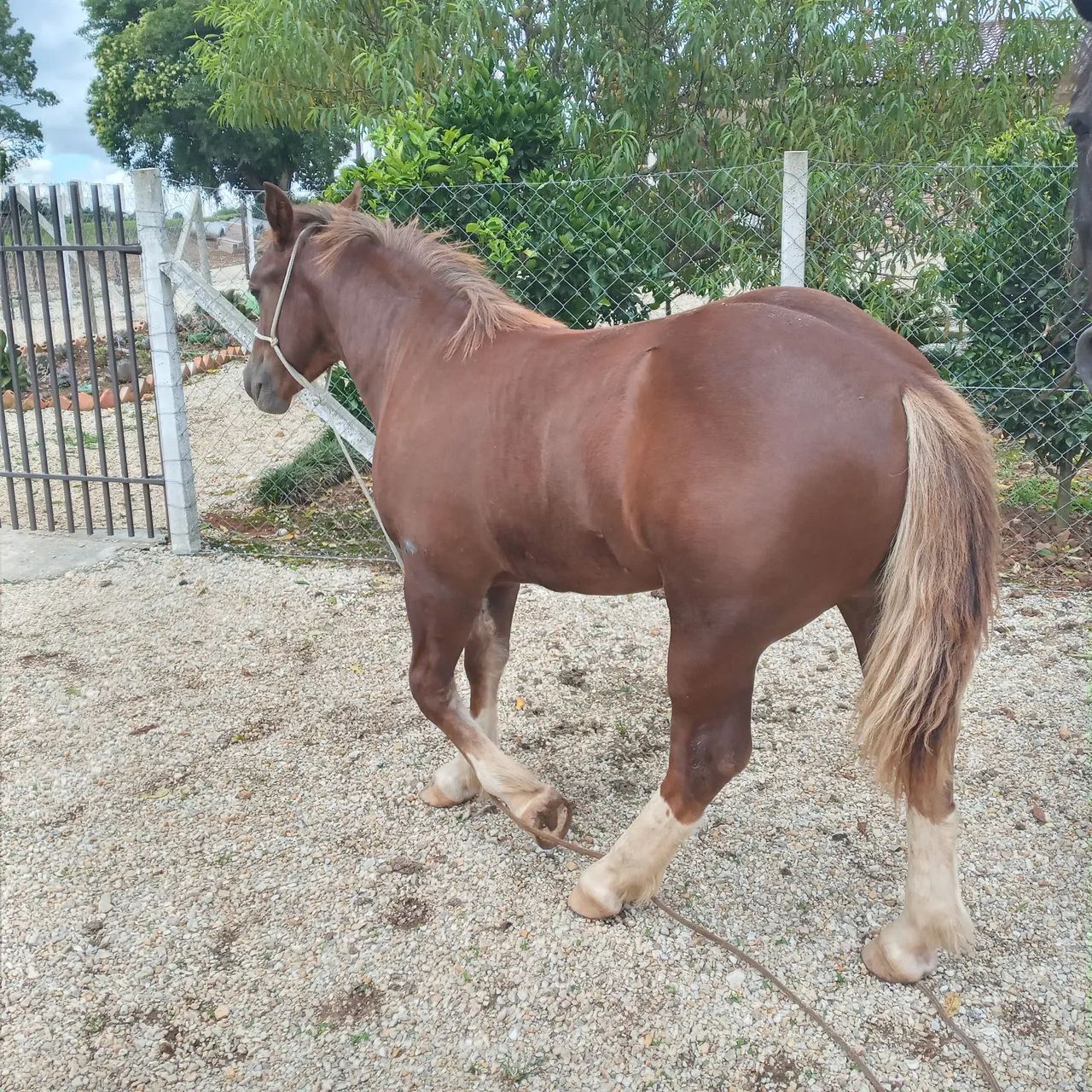 Potro Bretão  - Foto 5