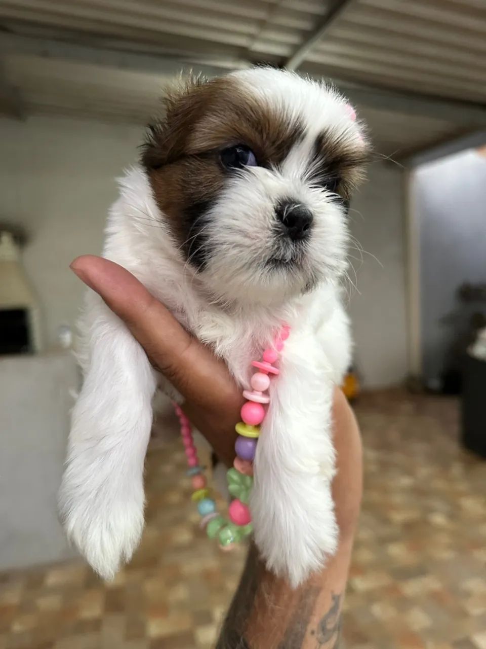 Shih tzu fêmea - linda filhote Tricolor  - Foto 4