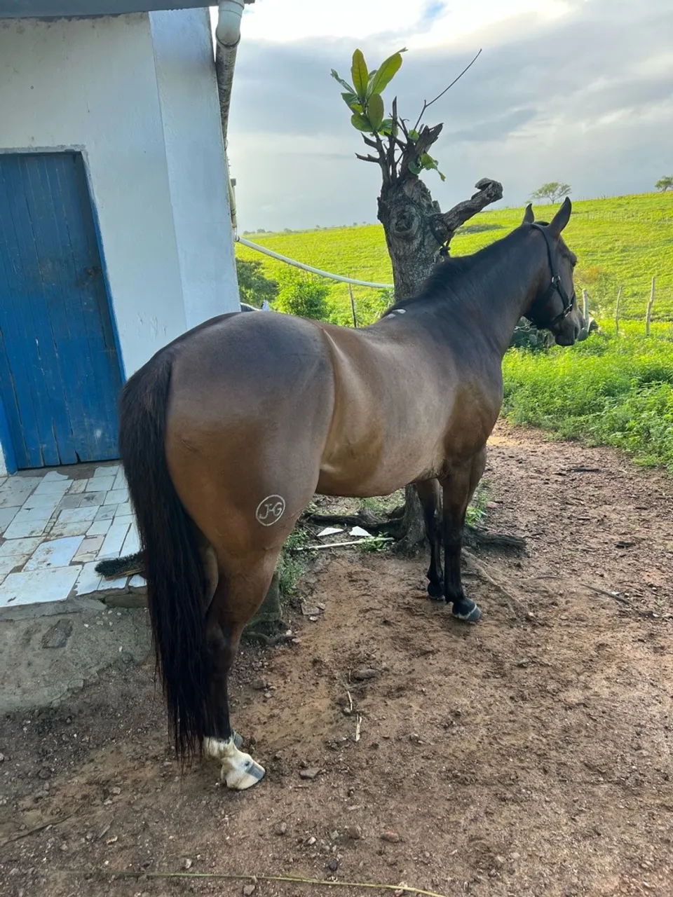 Cavalo