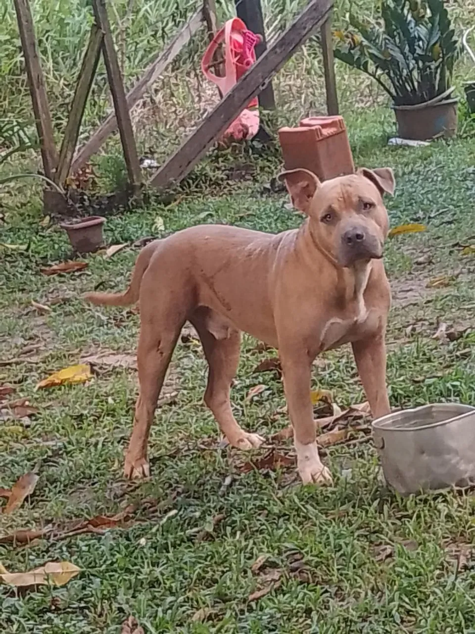 Pitbull disponível para adoção