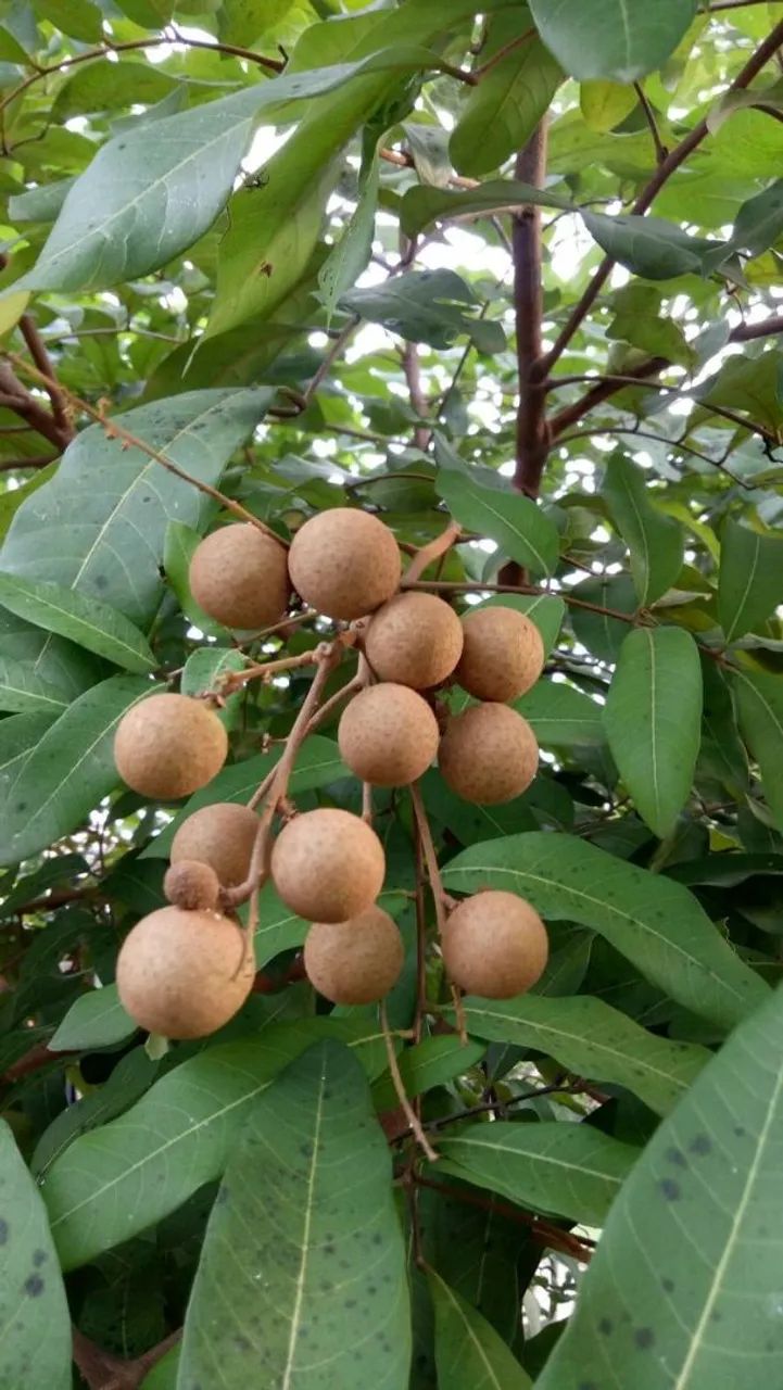 Frutifera Mudas de Pitomba - Foto 3