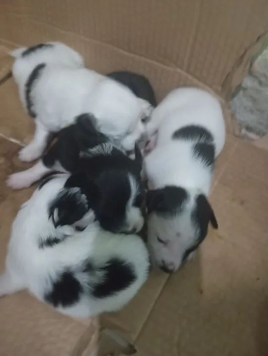 Fox paulistinha raça pura  - Foto 4