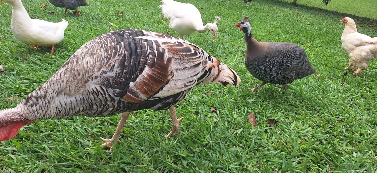 Lindos perus para venda! - Foto 6