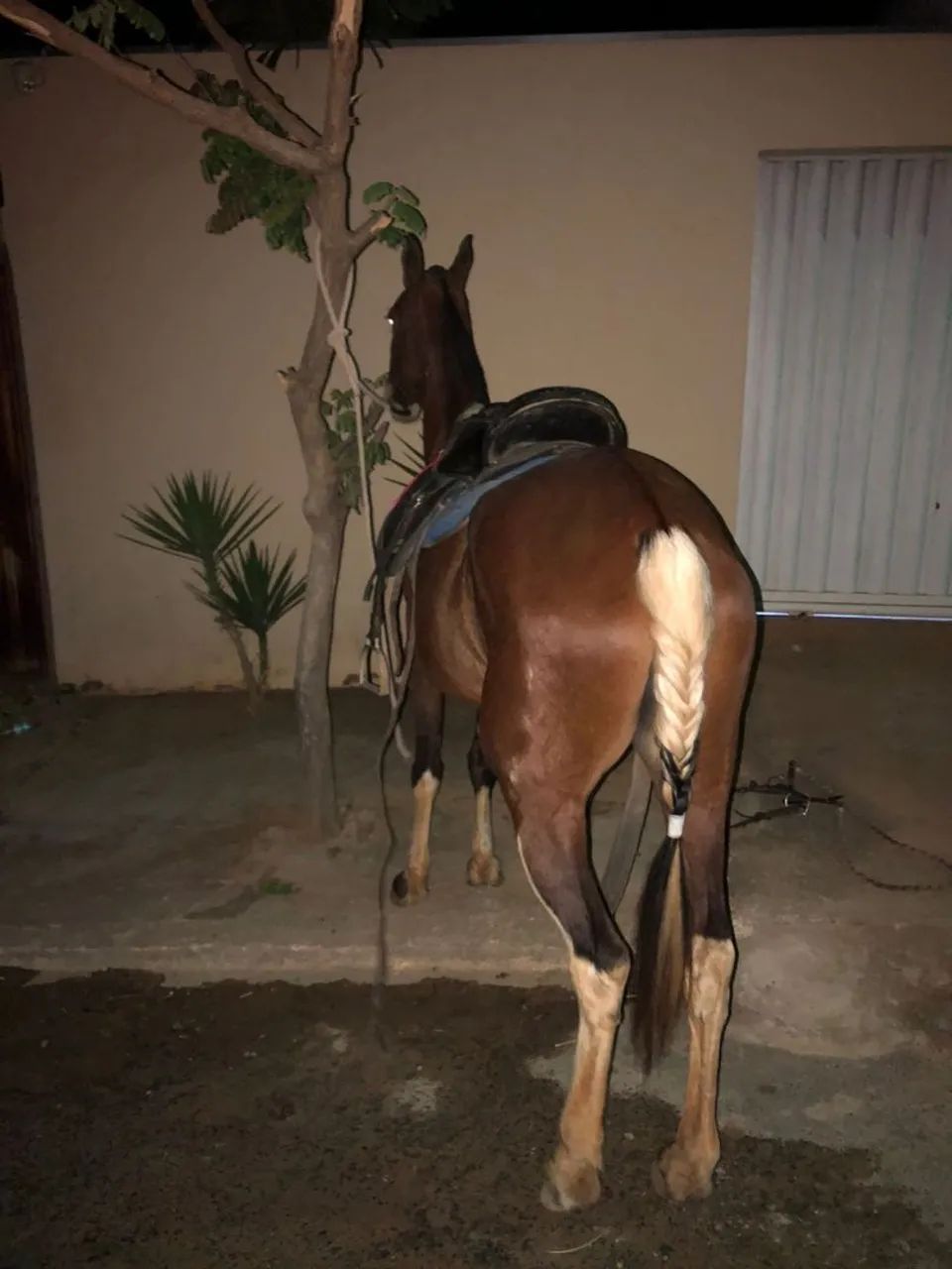 Égua Pampa Mangalarga Marchador boa de sela - Foto 3