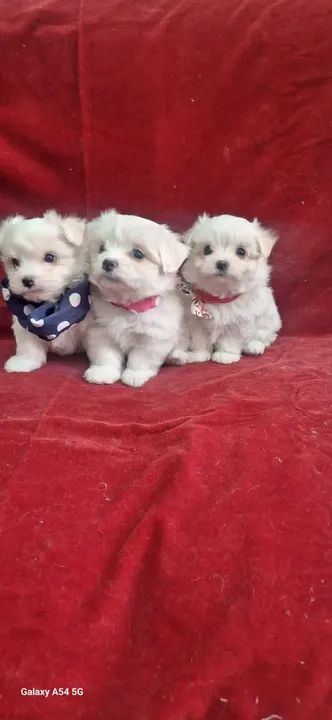 Maltês Filhotes de mais alto padrão da raça