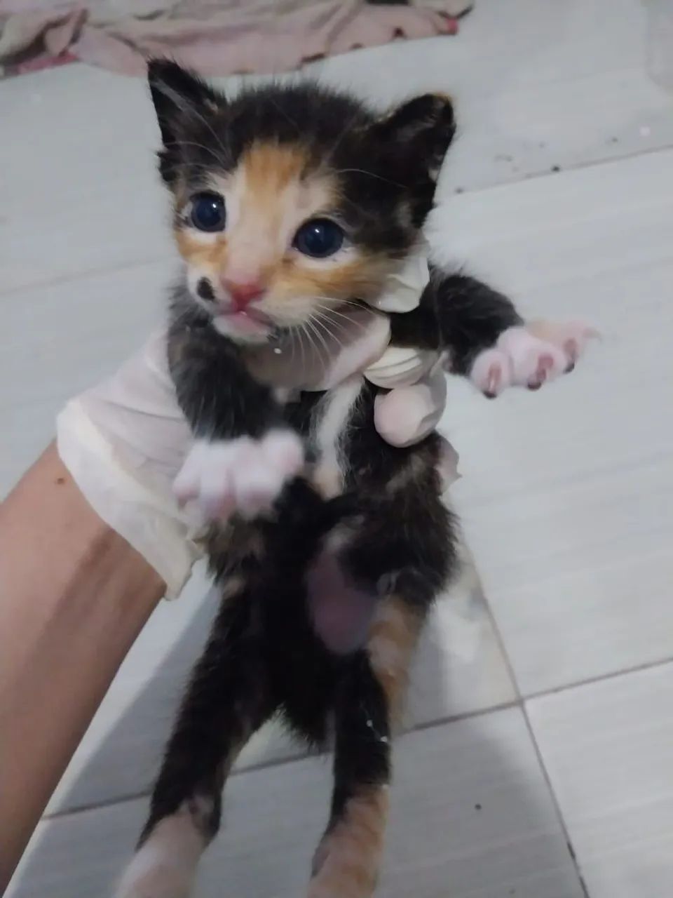 Doação de gatinha  - Foto 2