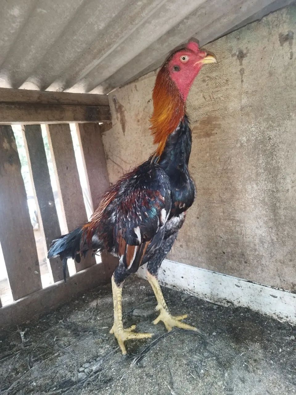 Frango indio - Foto 4
