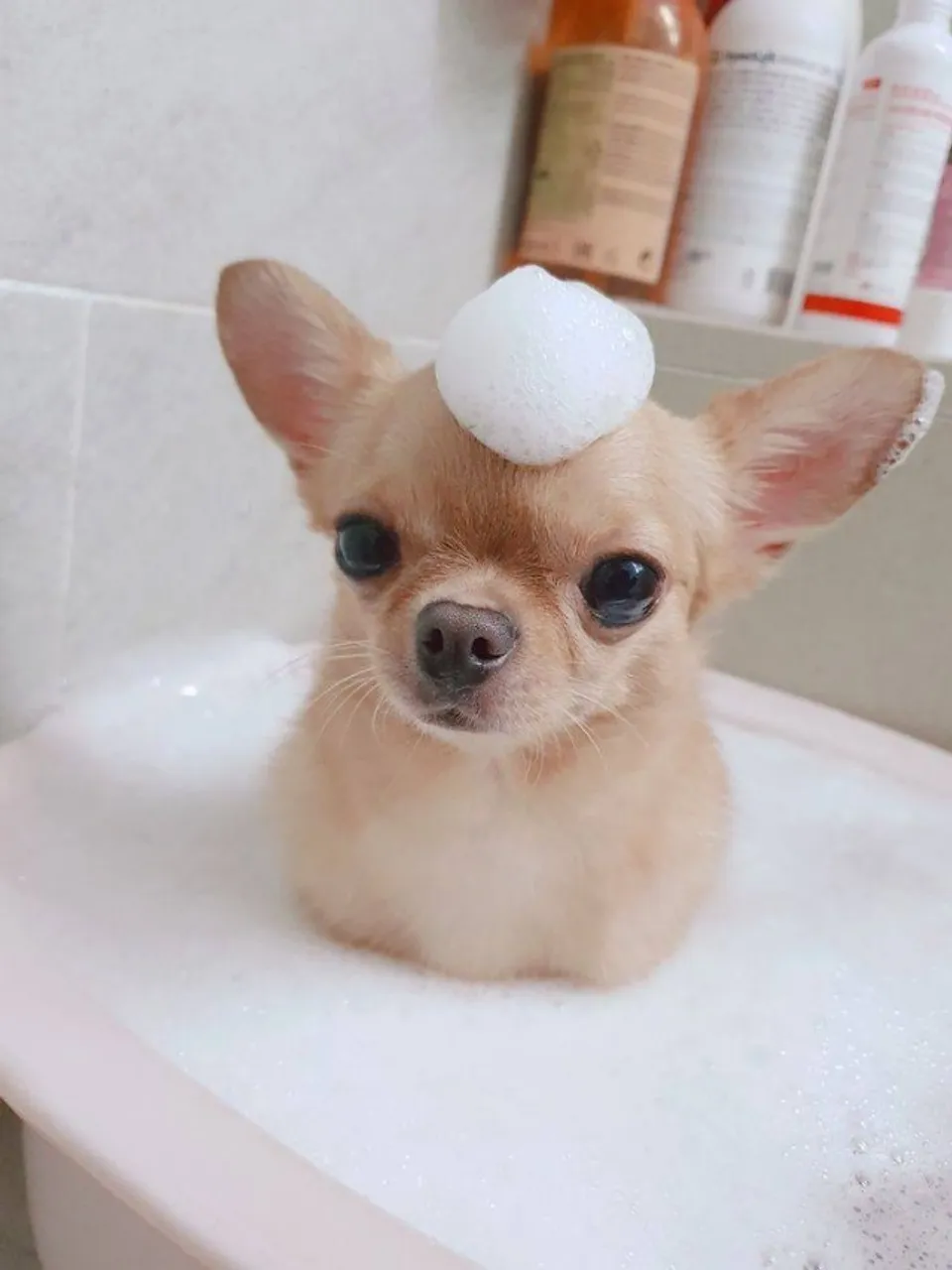 Chihuahua Aumigaveis Cãezinhos