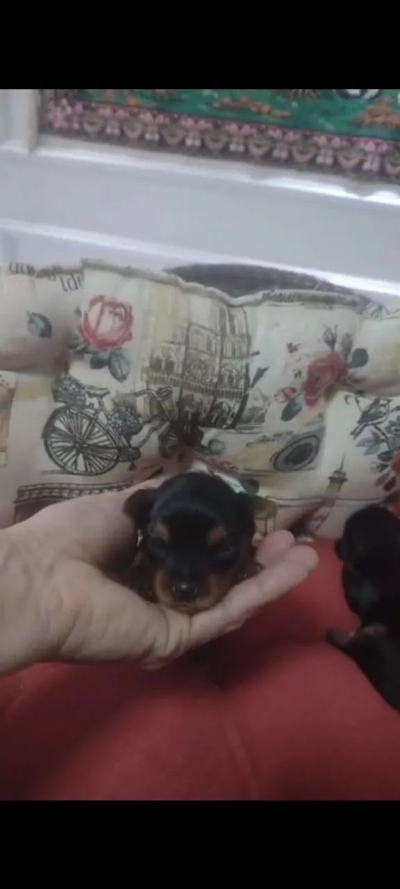 Dois filhotes de Yorkshire Terrier - Foto 3