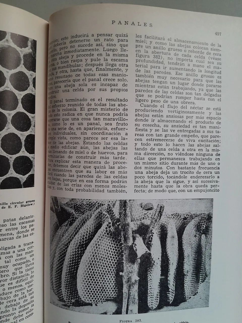 ABCyXYZ de la Apicultura - Foto 4