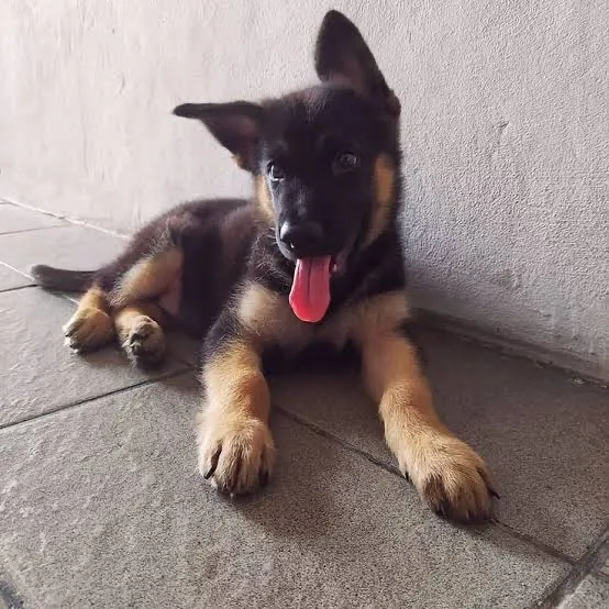 Pastor alemão macho disponível para guarda pedigree 3 meses