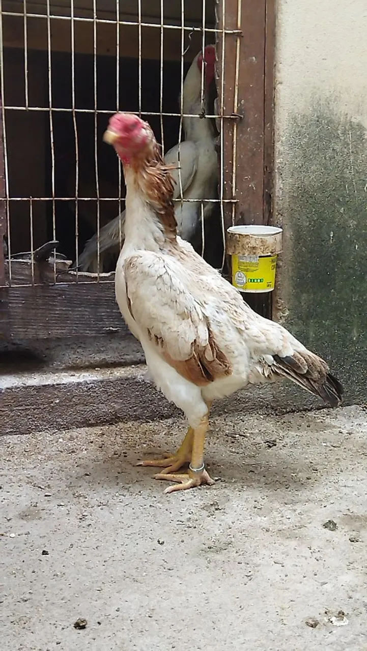 Galo da raça Shamo - Exuberância e Beleza