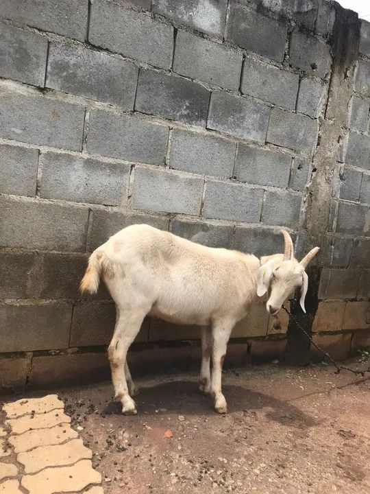 Cabrito castrado  e saudável para venda! Pensando em torno de 45 kilos  - Foto 2