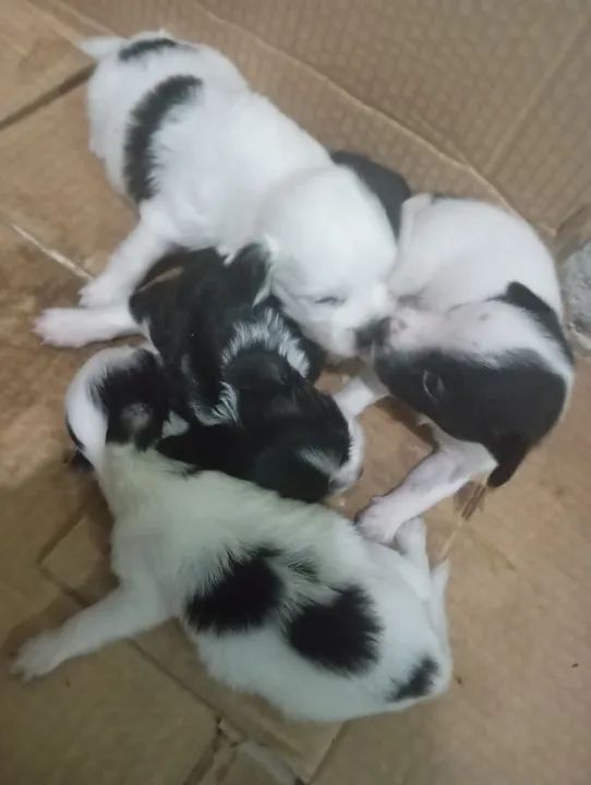 Fox paulistinha raça pura 