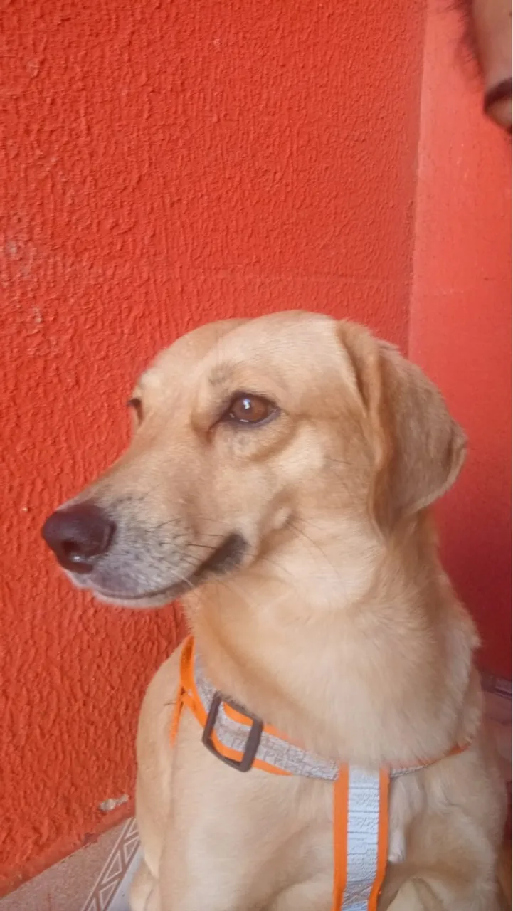 Caramelo- Cão Adorável e Companheiro doação responsável