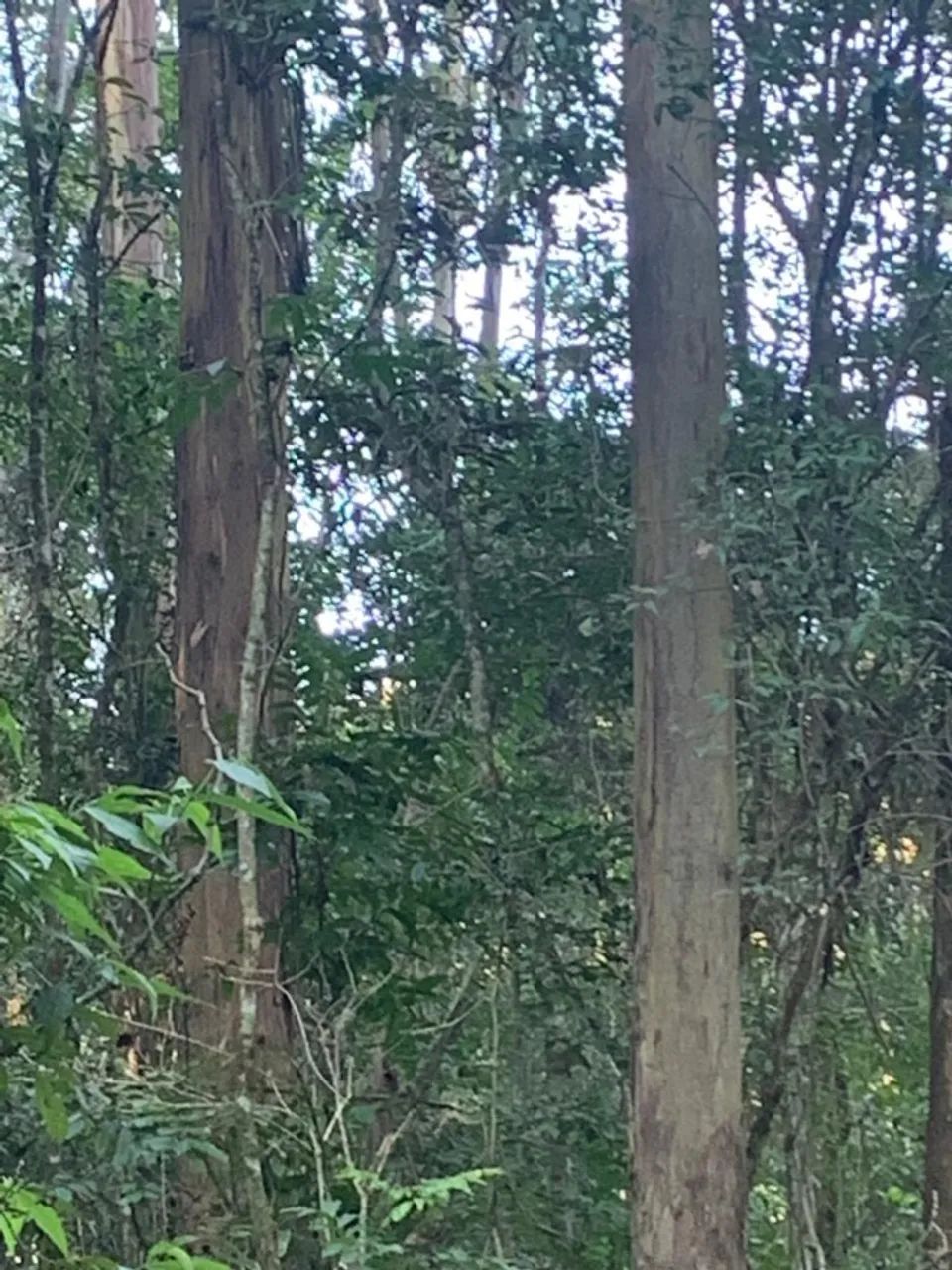 REFLORESTAMENTO - Foto 4