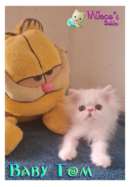 Gatinho Persa - Baby Tom Topshow macho com 2 meses  - Foto 5