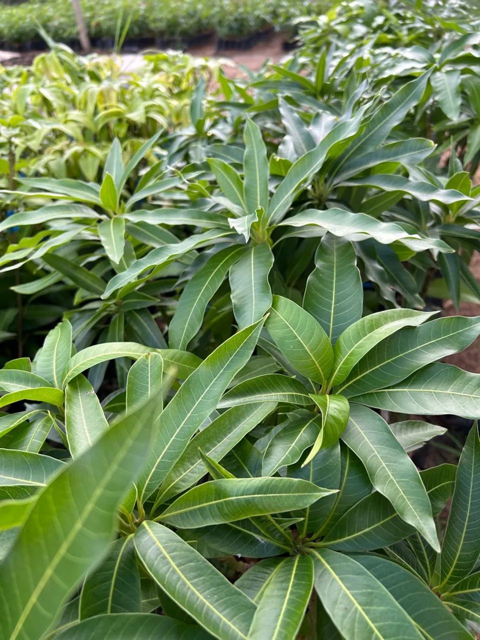 Mudas de Mangueira - Pronta para o Plantio - Foto 2