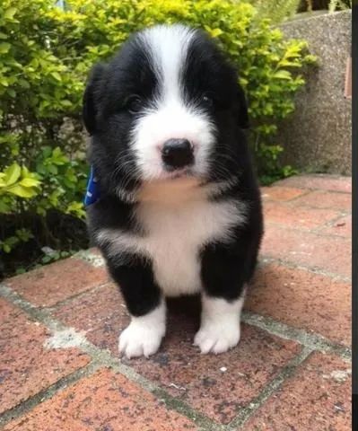 Border Collie Femea FIlhote Confiança desde o Primeiro Dia: Filhotes com Contrato
