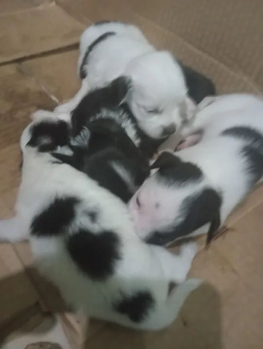 Fox paulistinha raça pura  - Foto 3