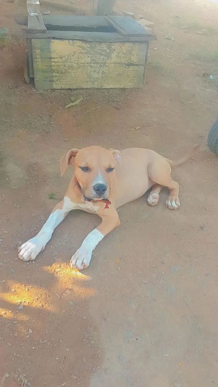 Filhote de Pitbull para vender