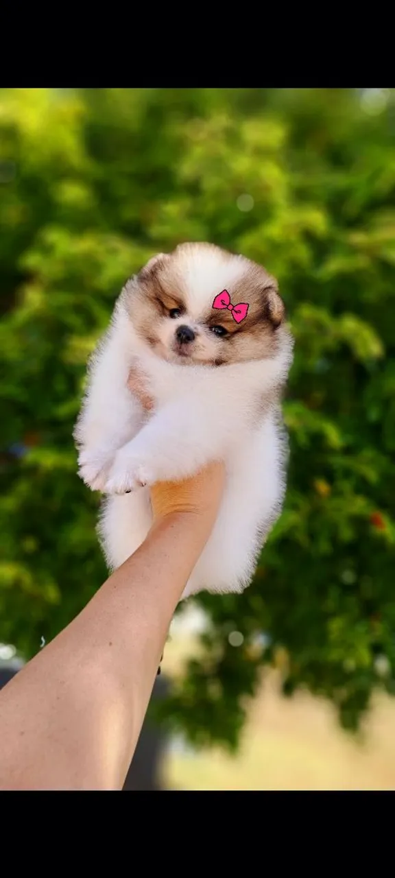 Lindos Filhotes ANÕES Lulu da Pomerânia