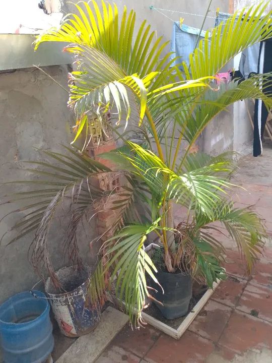 Palmeira para jardim