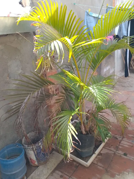 Palmeira para jardim