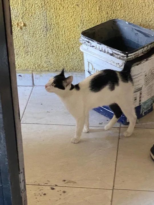 Doação responsável.  - Foto 2