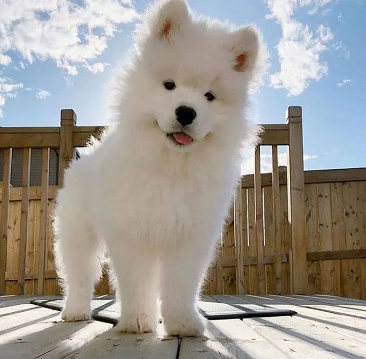 Filhotes de Husky Siberiano puro e branquinho como algodão 