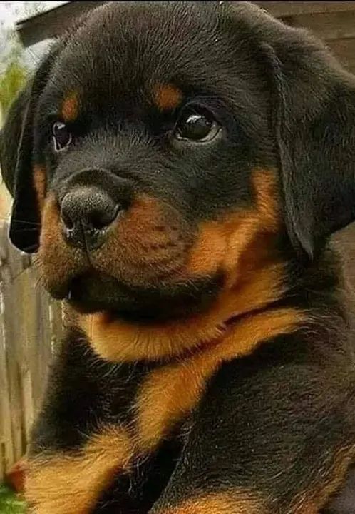 Rottweiler: Lindos Cães a Venda