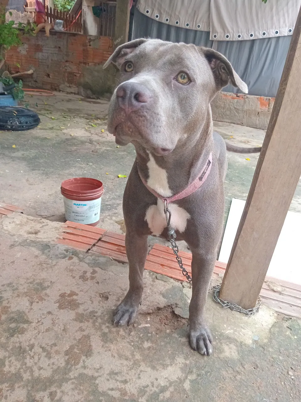 Filhote fêmea de Pitmonster com 9 meses