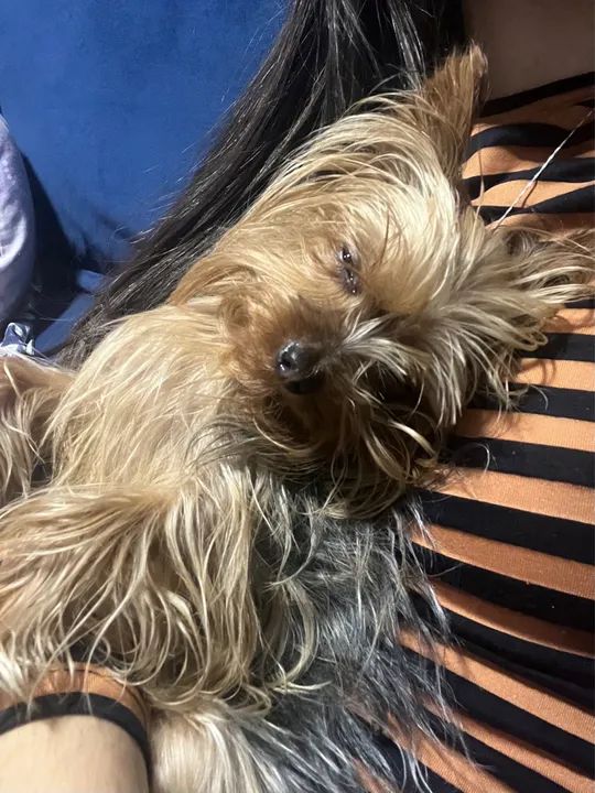 tênis adidas 35 - Foto 6