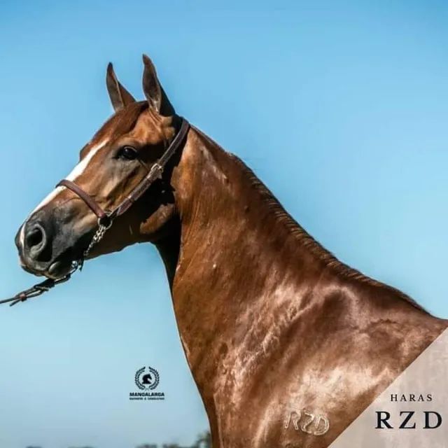 Égua manga larga paulista