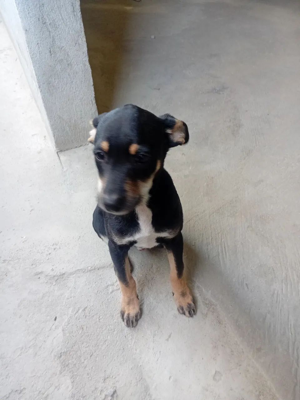 Filhote de cachorro Pinscher 02
