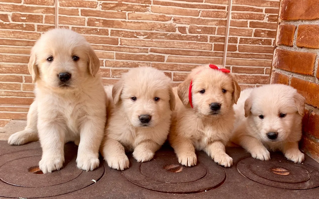 Golden Retriever Macho e Fêmea- Pais de excelente linhagem
